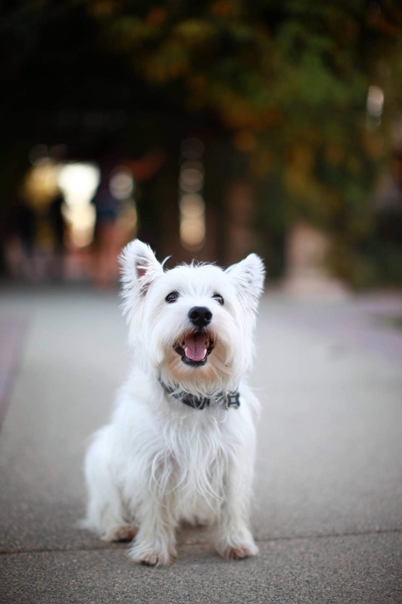 The authors very handsome dog, smiling at the camera.